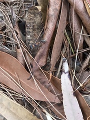 Myrmecia nigrocincta