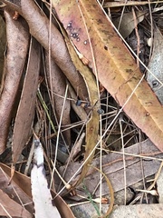 Myrmecia nigrocincta