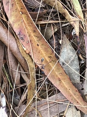 Myrmecia nigrocincta