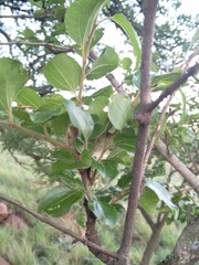 Ziziphus mucronata