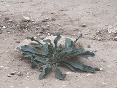 Anchusa strigosa
