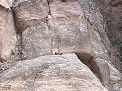 Carpodacus synoicus