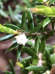 Styphelia leptospermoides
