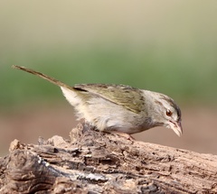 Arremonops rufivirgatus