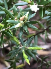 Styphelia leptospermoides