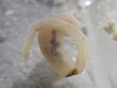 Sipuncula