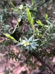 Styphelia leptospermoides
