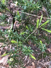 Styphelia leptospermoides