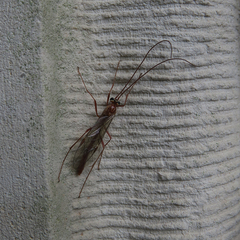 Ophion obscuratus