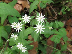 Stellaria pubera