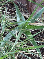 Ledebouria luteola