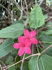 Jatropha