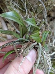 Drymoanthus flavus