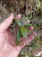 Drymoanthus flavus