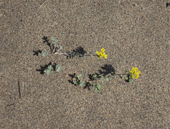 Odontarrhena obovata