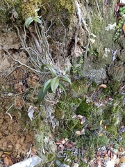 Drymoanthus flavus