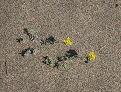 Odontarrhena obovata