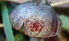 Corybas diemenicus