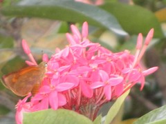 Hesperiidae