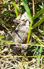 Phrynosoma braconnieri