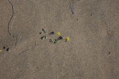 Odontarrhena obovata