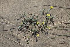 Odontarrhena obovata