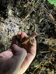 Ensatina eschscholtzii