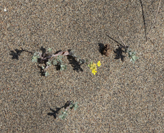 Odontarrhena obovata