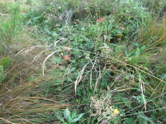 Deschampsia cespitosa