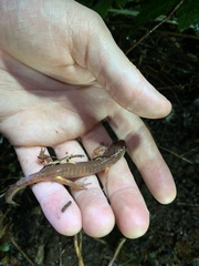 Ensatina eschscholtzii