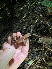 Ensatina eschscholtzii