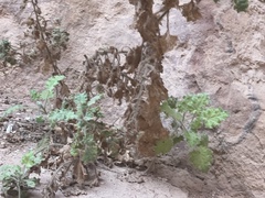 Hyoscyamus