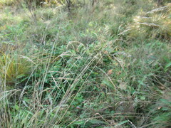 Deschampsia cespitosa