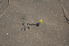 Odontarrhena obovata