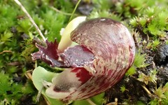 Corybas diemenicus