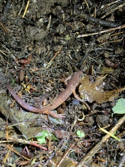Ensatina eschscholtzii