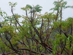 Pseudosmodingium perniciosum