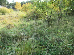 Deschampsia cespitosa