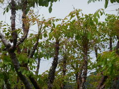 Pseudosmodingium perniciosum