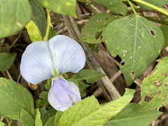 Psophocarpus tetragonolobus