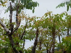 Pseudosmodingium perniciosum