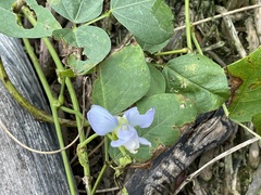 Psophocarpus tetragonolobus