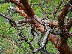 Pseudosmodingium perniciosum