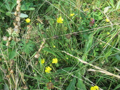 Ranunculus polyanthemos