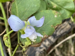 Psophocarpus tetragonolobus