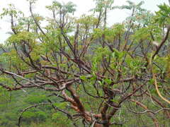 Pseudosmodingium perniciosum