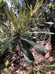 Banksia integrifolia compar