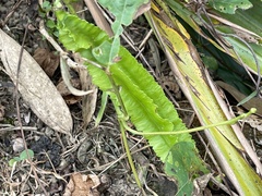 Psophocarpus tetragonolobus