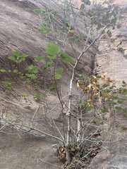 Ficus