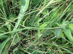 Ranunculus polyanthemos